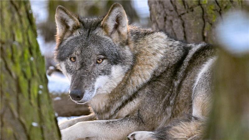 Der Hund stammt vom Wolf ab und begleitet den Menschen schon seit mehr als 15.000 Jahren. (Archivbild)
