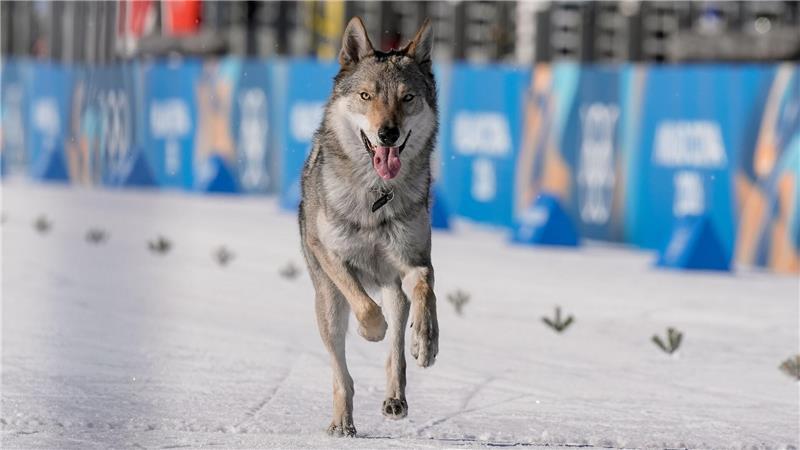 Der Hund war zuvor ausgebüxt, wie die Schwester des Besitzers berichtete.