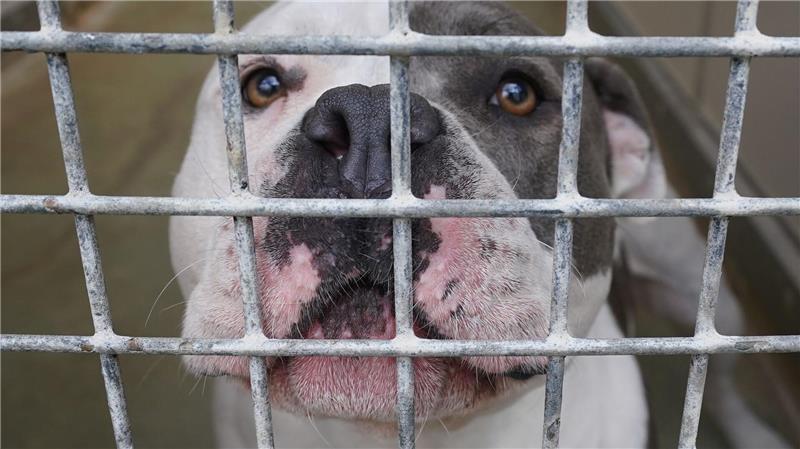 Der Hund wurde nach der Attacke auf das Kind eingeschläfert. (Symbolbild)