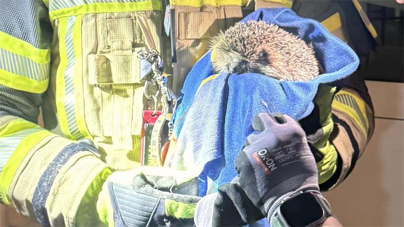 Der Igel blieb bei dem Vorfall unverletzt.