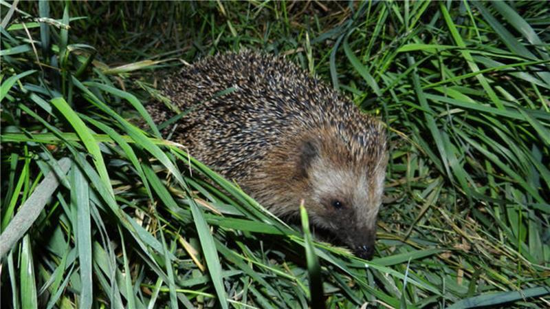 Der Igel ist Wildtier des Jahres 2024.