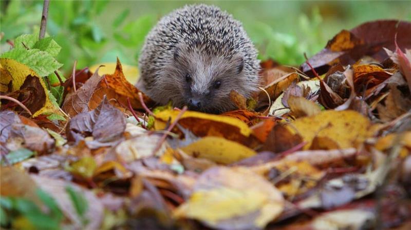Vögel, Igel, Maulwurf – bitte zählen! Der Igel ist ein Sympathieträger. Dadurch ist es leichter, Menschen für Mitmachprojekte zu begeistern.