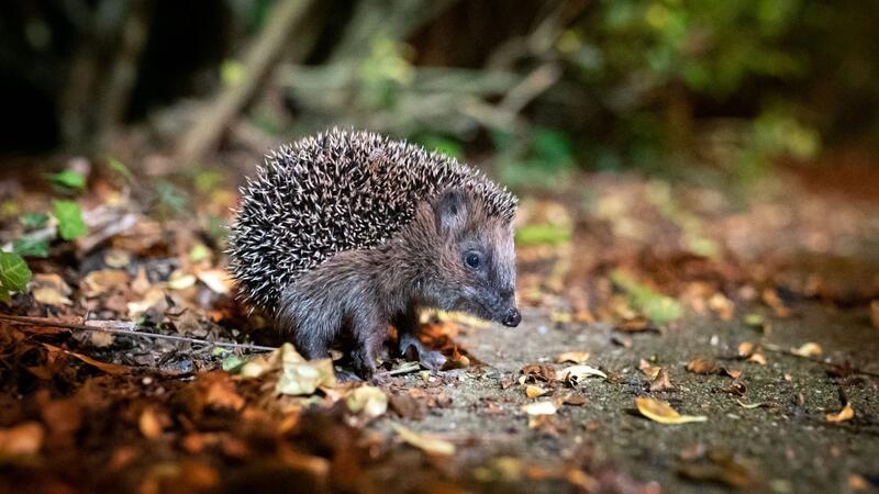 Der Igel ist das Tier des Jahres 2024 Der Igel ist zum Tier des Jahres 2024 gewählt worden.