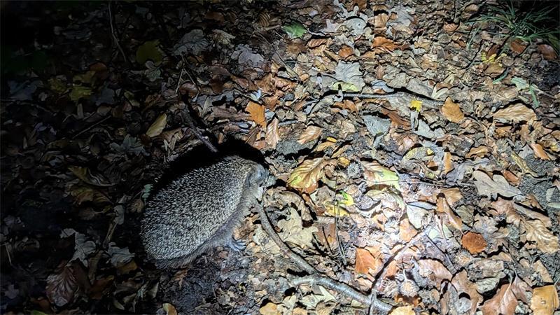 Im ICE: 36-Jähriger trägt Igel als „Haustier“ spazieren Der Igel wurde in der Natur freigelassen.