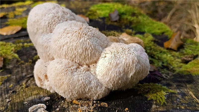 Der Igelstachelbart wird auch Yamabushitake, Löwenmähne, Pom-Pom blanc oder Affenkopfpilz genannt.