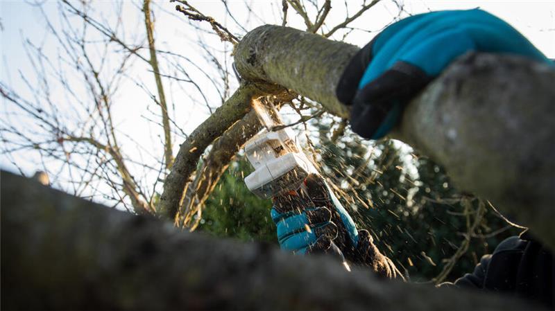 Diese 5 Dinge sollten Sie im Januar im Garten erledigen Der Januar ist eine geeignete Zeit, um Gehölze zurückzuschneiden - wenn es draußen mild ist.