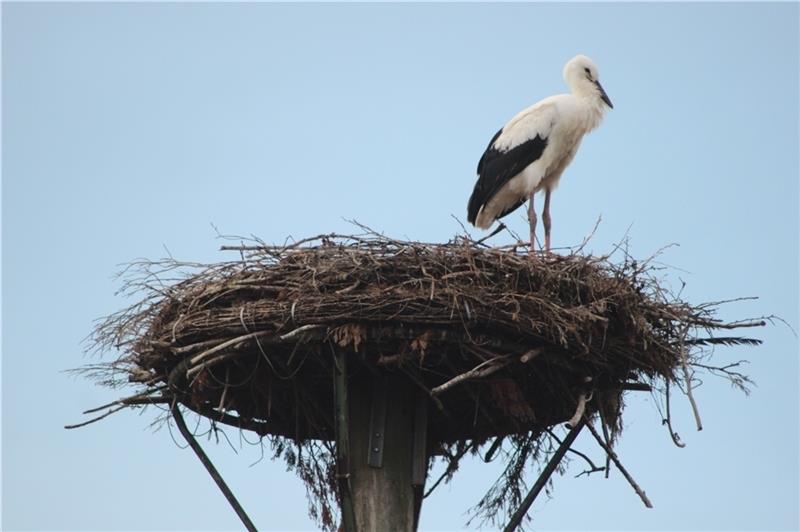 Der Jungstorch im Nest auf dem Hof von Uwe Klindtworth in Rübke wartet auf Futter ...