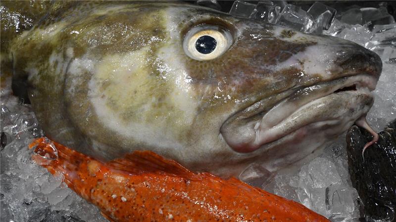 Der Kabeljau gibt der nach wie vor schwelenden Auseinandersetzung zwischen der EU und Norwegen über Fischfangrechte in norwegischen Gewässern seinen Namen: „Kabeljau-Krieg“. Foto: Jaspersen/dpa