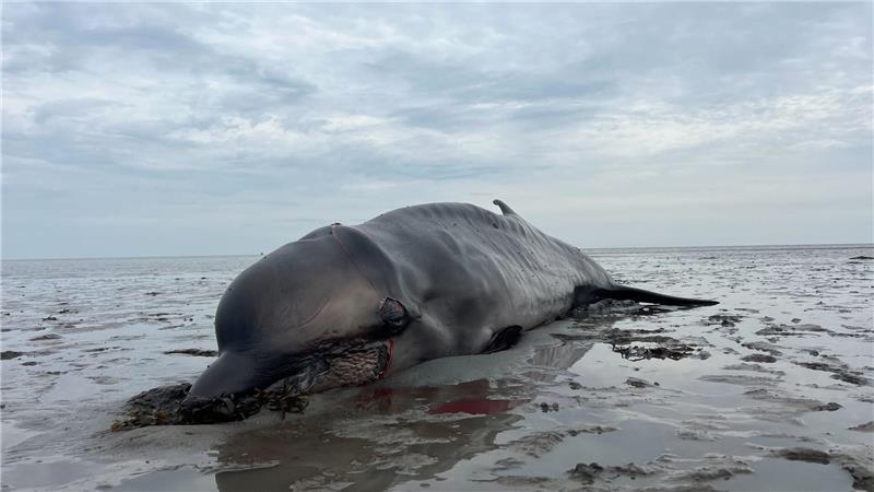 Der Kadaver des auf Sylt erschossenen Wals war an das Institut für Terrestrische und Aquatische Wildtierforschung (ITAW) in Büsum transportiert und dort seziert worden (Archivbild).