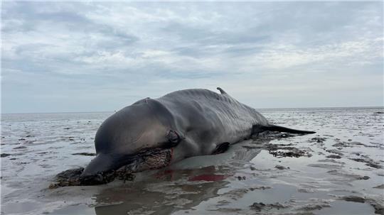 Der Kadaver des auf Sylt erschossenen Wals war an das Institut für Terrestrische und Aquatische Wildtierforschung (ITAW) in Büsum transportiert und dort seziert worden (Archivbild).