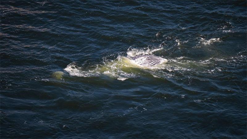 Toter Buckelwal vom Greifswalder Bodden wird heute obduziert Der Kadaver des toten Wals soll nun untersucht werden.