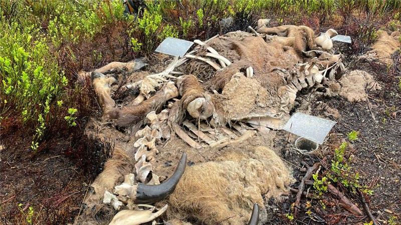 Schmeißfliege könnte Verbrechensaufklärung erschweren Der Kadaver eines Wisents ist für Wissenschaftler aufgrund der vielen Aasbesucher besonders interessant.
