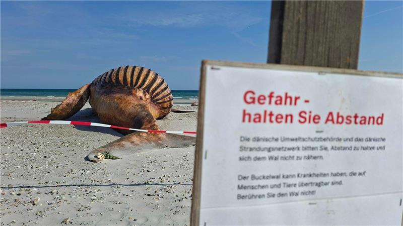 Woran starb Timmy? Dänen haben mit Obduktion vom Buckelwal-Kadaver beendet Der Kadaver ist von Fäulnisgasen stark aufgebläht.