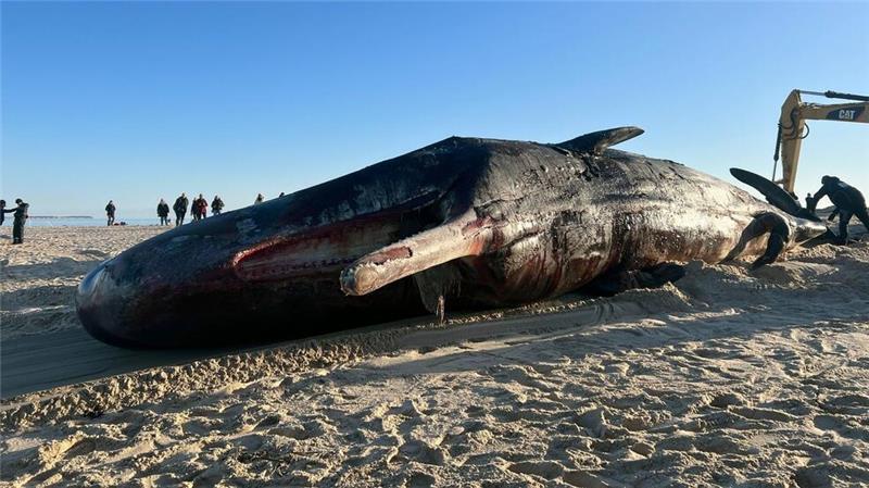 Toter Pottwal vor Sylt geborgen Der Kadaver liegt nun am Strand.