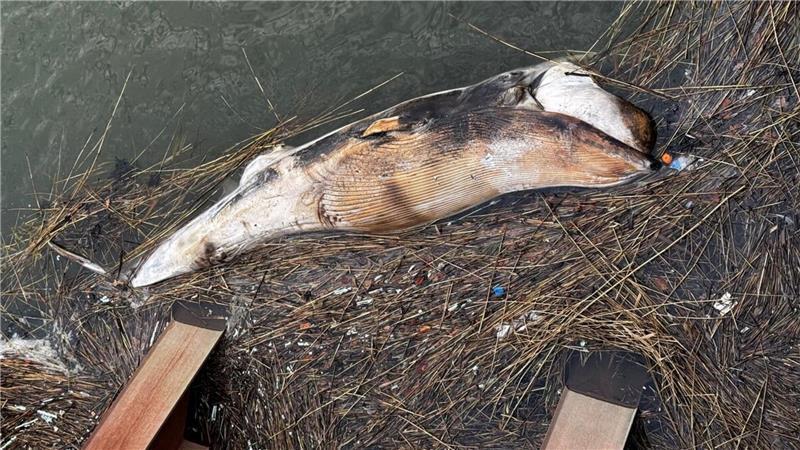 Der Kadaver wurde nahe der Baustelle der Liegeplätze entdeckt. Das LAVES Oldenburg untersuchte den Vorfall.