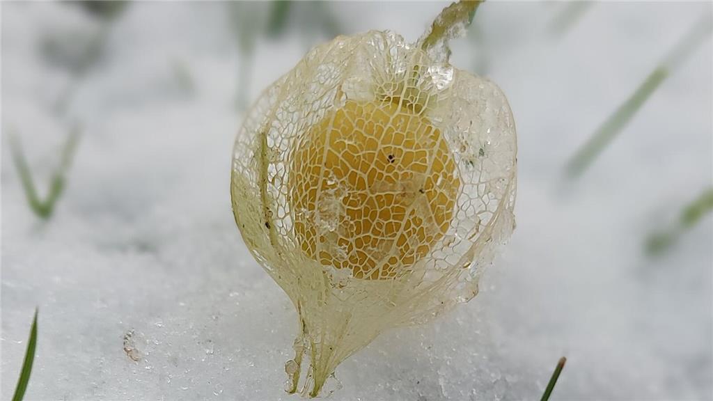 Der Kapstachelbeere Strauch (Physalis) hatte wohl noch Früchte, die wir vor dem ...