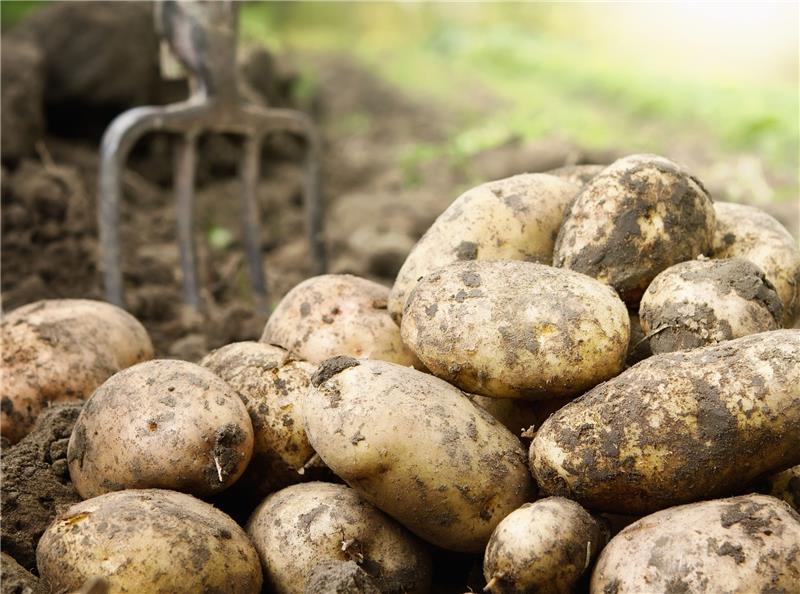 Der Kartoffelanbau im Landkreis Stade ist ein erheblicher Faktor in der Landwirtschaft.