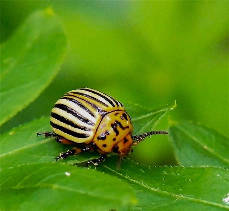 Der Kartoffelkäfer ist in Deutschland selten geworden, Vorsicht ist aber immer noch geboten. Foto: Paulin