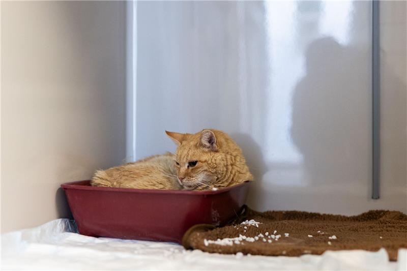 Das wachsende Elend der Straßenkatzen in Niedersachsen Der Kater "Sunshine" liegt in einer Plastikschale auf der Katzenquarantäne-Station im Tierheim Burgdorf.