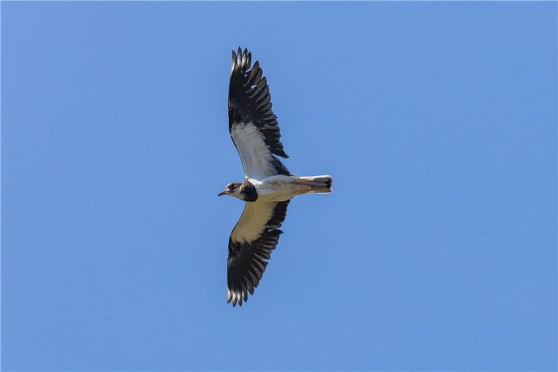 Luftakrobat mit Seltenheitswert: Kiebitz „Vogel des Jahres” Der Kiebitz ist auf der Unterseite weiß, auf der Oberseite dunkel und schimmert metallisch Grün und Violett.