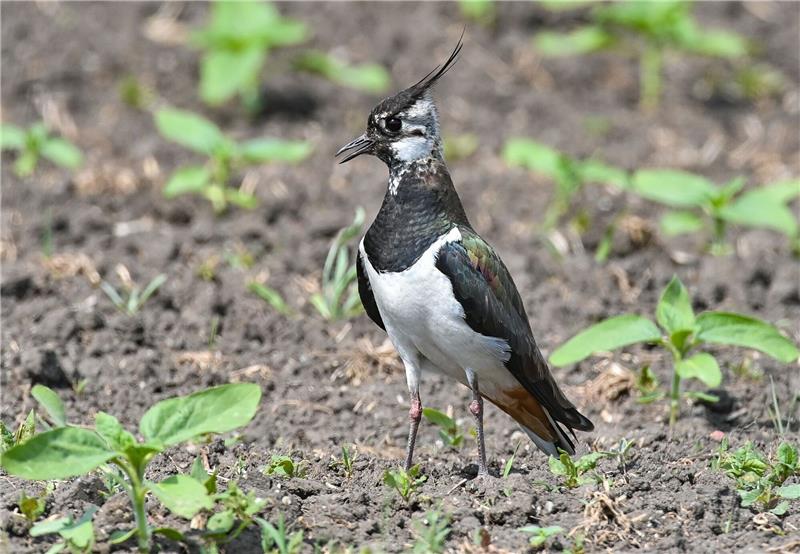 Luftakrobat mit Seltenheitswert: Kiebitz „Vogel des Jahres” Der Kiebitz ist inzwischen stark gefährdet.