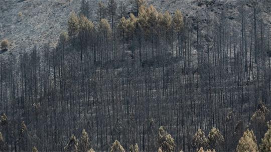 Der Klimawandel erhöht die Wahrscheinlichkeit von Waldbränden, weil Perioden mit Trockenheit und Hitze länger werden. 