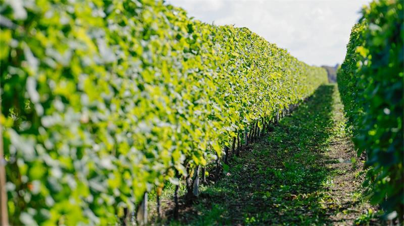 Weinbau im Norden - Nische mit Potenzial Der Klimawandel macht den Weinanbau auch in nördlicheren Gefilden möglich.