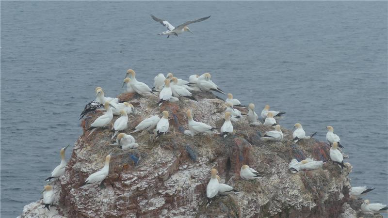 Der Klippenrundweg auf Helgoland ist reizvoll.