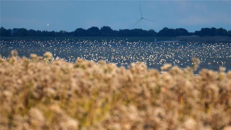 Zugvogeltage im niedersächsischen Wattenmeer beginnen Der Knutt steht in diesem Jahr besonders im Fokus der Zugvogeltage. (Archivbild)