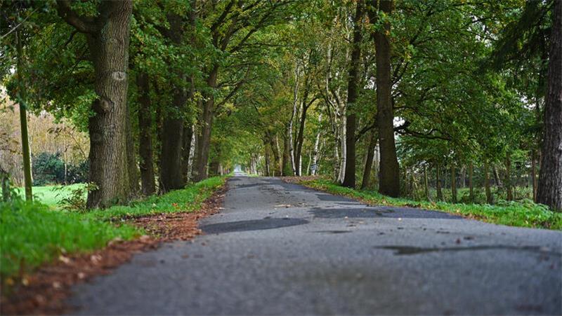 Für diese Maßnahmen müssen Landbesitzer auf der Geest zahlen Der Königsdamm gleicht einer Hügelpiste. Gegenverkehr hat auf der schmalen Straße schlechte Karten.