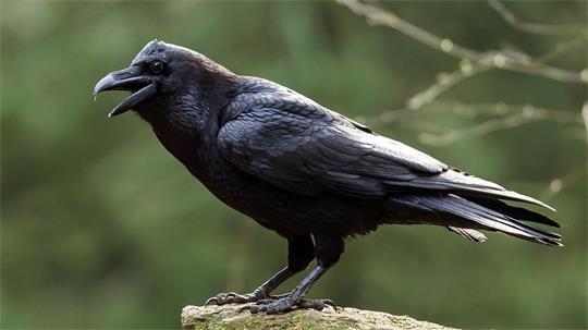 Der Kolkrabe ist der größte Singvogel der Welt. (Archivbild)