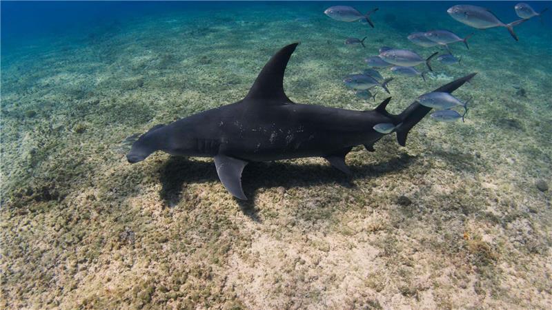 Hammerhaie werden auf den Bahamas zu Stubenhockern Der Kopf von Hammerhaien ist seitlich stark verbreitert, Augen und Nasenlöcher sitzen an den Enden dieser hammerförmigen Ausläufer.
