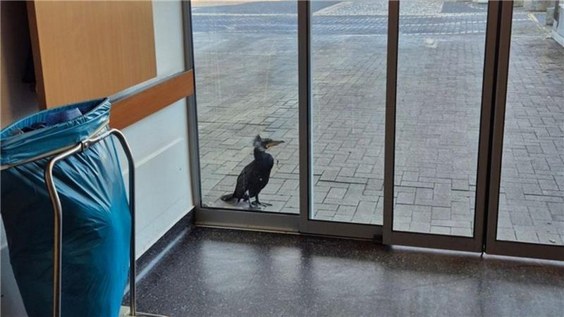 Verletzter Kormoran pickt gegen Tür von Notaufnahme Der Kormoran stand am Sonntag vor der Notaufnahme.
