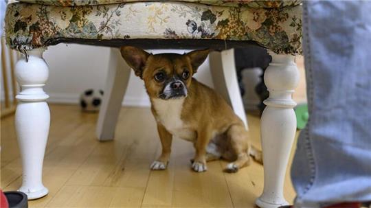 Hund ängstlich unter einem Stuhl