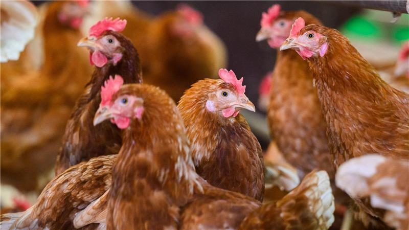 Geflügelpest: Kreis Nordfriesland ordnet Aufstallung an Der Kreis Nordfriesland hat die Aufstallung großer Geflügelbestände angeordnet. (Symbolfoto)
