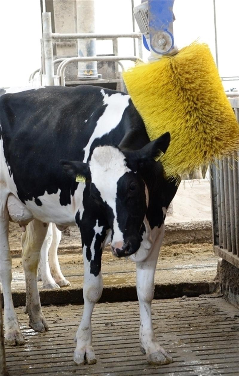Der Kuhkomfort steht in den Milchviehstätten auf den Bauernhöfen weiter an vorderster Stelle. Fotos Kordländer