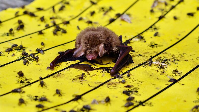Der Landesbund für Vogel- und Naturschutz in Bayern warnt vor Klebefallen für Insekten: Wenn diese in Gärten oder auf Balkonen ausgelegt würden, könnten sich auch Vögel und Fledermäuse daran festkleben.