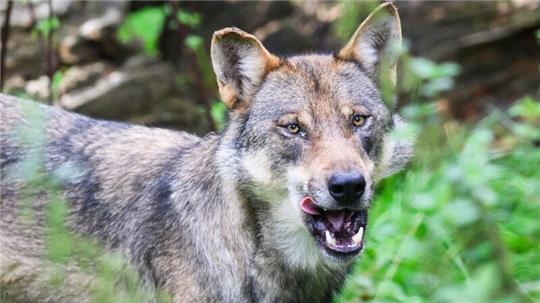 Der Landkreis Aurich will einen strenggeschützten Wolf abschießen lassen. Als Grund für eine Ausnahmegenehmigung nennt die Behörde ein „wiederkehrendes problematisches Rissverhalten“