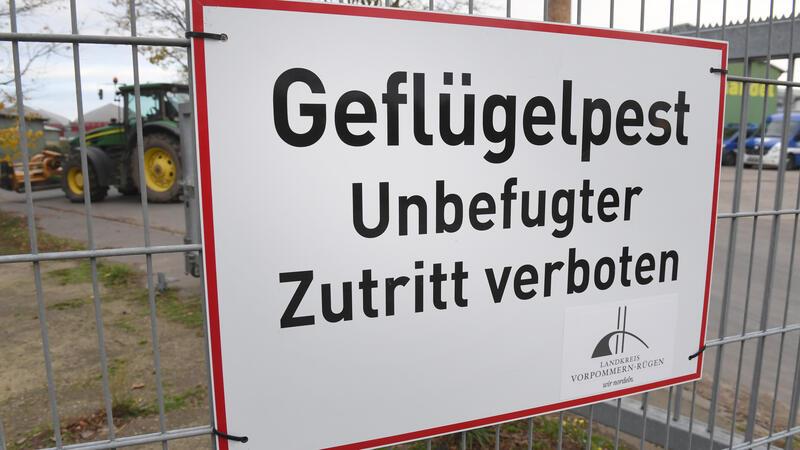 Vogelgrippe ausgebrochen – 39.000 Tiere in Stader Nachbarkreis getötet Der Landkreis Cuxhaven hat erste Schutzmaßnahmen nach dem Ausbruch ergriffen (ILLUSTRATION).