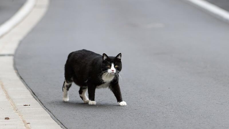 Landkreis ruft „Katzennotstand“ aus Der Landkreis Kelheim hat den „Katzennotstand“ ausgerufen (Symbolbild).