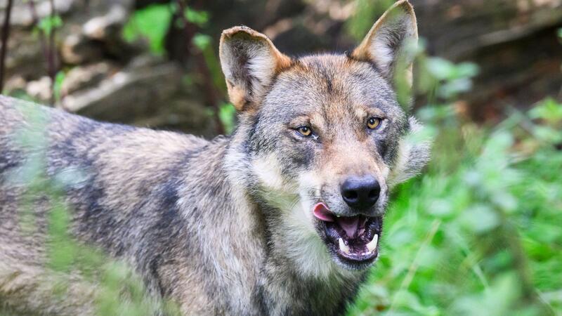 Landrat fordert Schutzstatus für Wolf herabzusetzen Der Landrat des Landkreises Uelzen fordert eine Herabsetzung des Schutzstatuts für Wölfe. (Symbolbild)