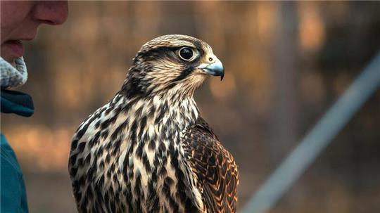 Der Lannerfalke "Hope" ist Sonnabend von einem Flug in Hamburg nicht zurückgekehrt.