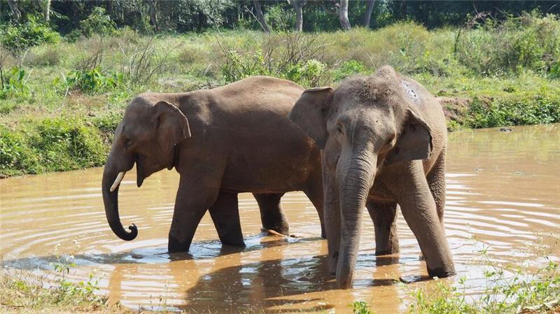 Verhütungsspritze für Elefanten in Thailand Der Lebensraum für die Elefanten schwindet auch in Thailand. (Archivbild)