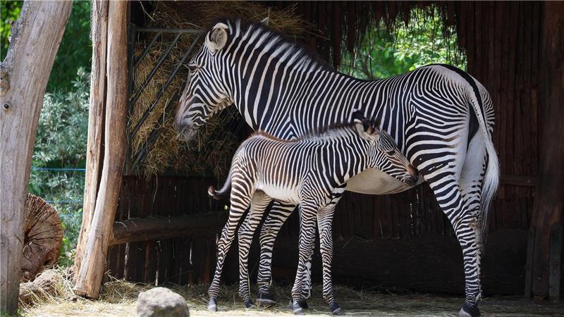 Wieso sollen Paviane im Nürnberger Tiergarten sterben? Der Leipziger Zoo schlachtete 2023 einen Zebrahengst, für den sich kein Platz in einem anderen Zoo fand.