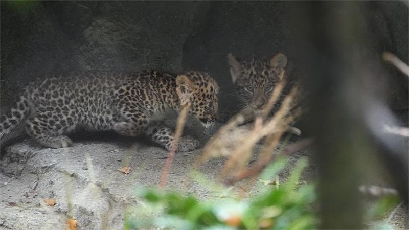 Nachwuchs in Hagenbecks Tierpark: So flauschig sind die Leoparden-Babys Der Leoparden-Nachwuchs im Tierpark Hagenbeck wagt sich aus der Box ins Gehege.