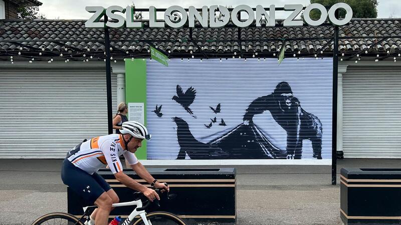 Durch Replik ersetzt: Londoner Zoo baut Banksys Kunstwerk ab Der Londoner Zoo hat das Gorilla-Wandbild von Banksy von seinem Eingangstor ausgetauscht.