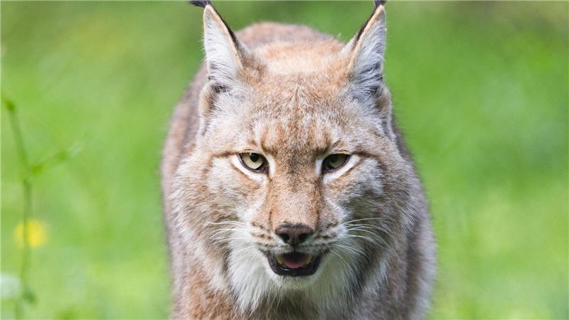 WWF: Gewinner und Verlierer im Tierreich 2025 Der Luchs gehört zu den Gewinnern des WWF in diesem Jahr. (Archivbild)