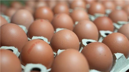 Der Mann hat eine Legehennenfarm in Dinklage um 120.000 Eier betrogen. (Symbolbild)