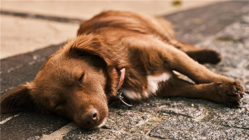 Herrchen soll Hund misshandelt haben: Polizei ermittelt Der Mann soll seinen Hund auf den Boden gedrückt und auf den Rücken geworfen haben. (Symbolbild)