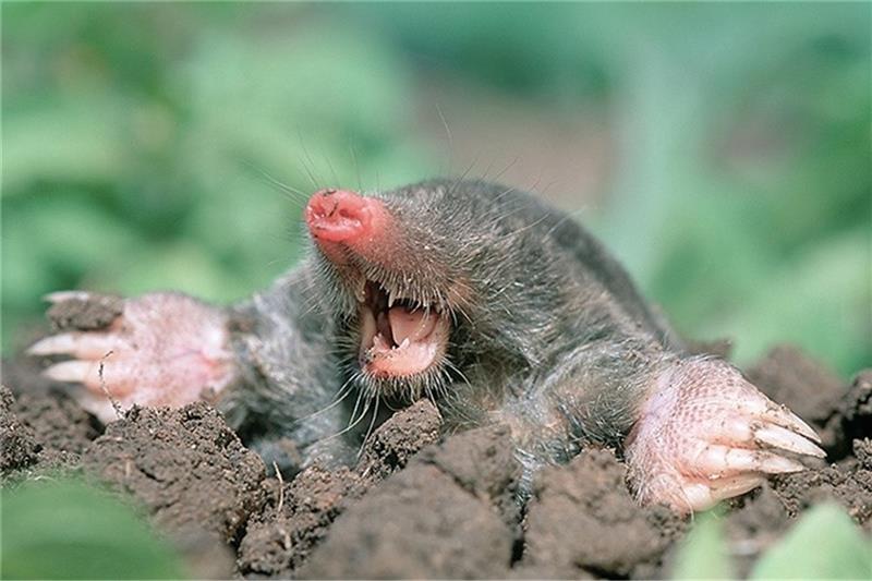 Der Maulwurf kann sich dank einer Vielzahl von Riechzellen und seines guten Gehörs unter der Erde gut orientieren. Foto: Nabu